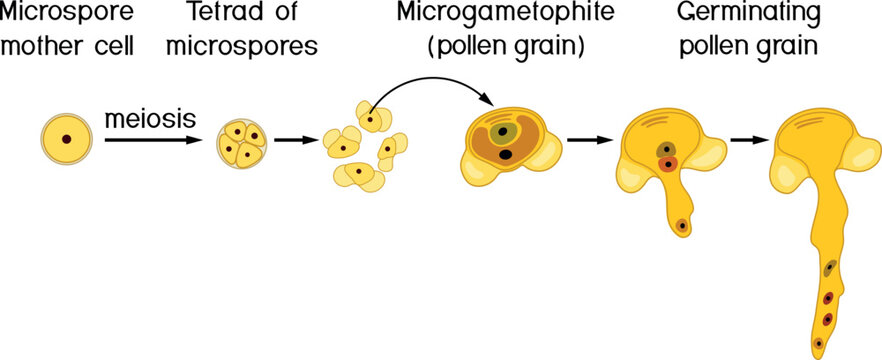 Sexual process in spruce from the microspore mother cell to the male gametophyte (pollen grain). Pollen germination and pollen tube growth in gymnosperms.