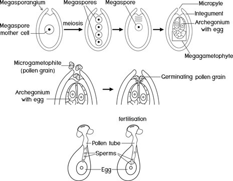 Coloring page with stages of pollination and fertilization in spruce. Sexual process of spruce from formation of the female gametophyte to fertilization.