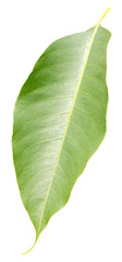 Obraz premium A large green leaf is cut out on a transparent background. This leaf can be used in various projects, including illustrations and design work related to nature and plants