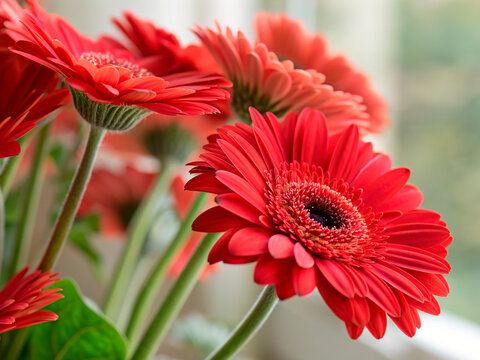 Close-up of red gerberas