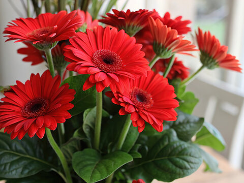 Close-up of red gerberas