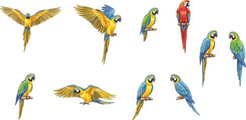 Colorful parrot macaw bird collection illustration featuring tropical parrots flying and perched, exotic wildlife nature artwork isolated vibrant avian set © LatifunNahar