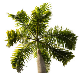 A palm tree with green leaves shot from below. The tree stands tall against a clear, transparent background. The image is cut out and ready to use in various projects