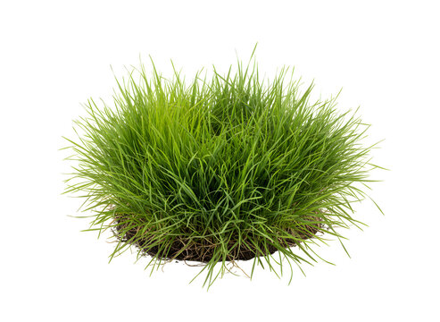 Fresh clump of bright green grass with exposed roots and soil base isolated on a black background cutout