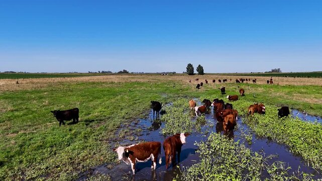 Cattle Grazing in the Pampas of Argentina Landscape