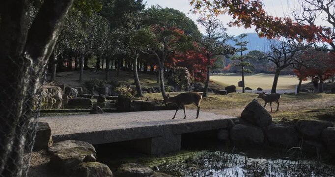 Two deer walking across short stone bridge in Japanese autumn park in smooth slow motion
