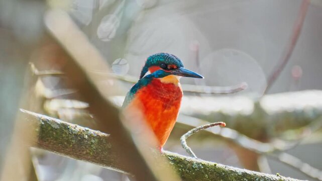 Ultra HD 4K close-up footage of a vibrant common kingfisher (Alcedo atthis) perched on a branch above a calm river. Detailed view of its striking blue and orange plumage in natural habitat. 