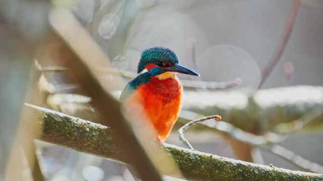 Ultra HD 4K close-up footage of a vibrant common kingfisher (Alcedo atthis) perched on a branch above a calm river. Detailed view of its striking blue and orange plumage in natural habitat. 