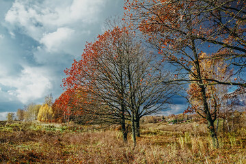 Fototapeta premium oak grove on a sunny autumn day