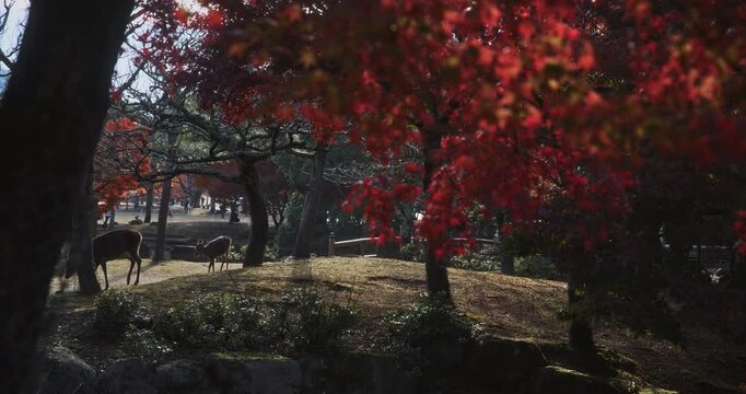 Young deer following adult one through autumn park in Japan - slow motion steady cam