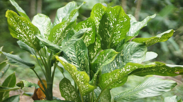 green jewel dracaena Dracaena 'Green Jewel'