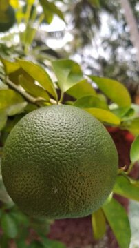 Fresh Green Pomelo Fruits Growing on Citrus Tree in Tropical Garden, 4K