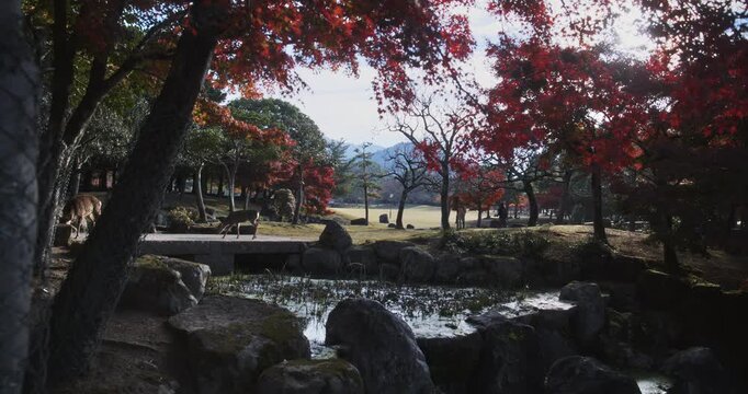 Steady cam movement through Japanese autumn park with small stream and nearby deer walking