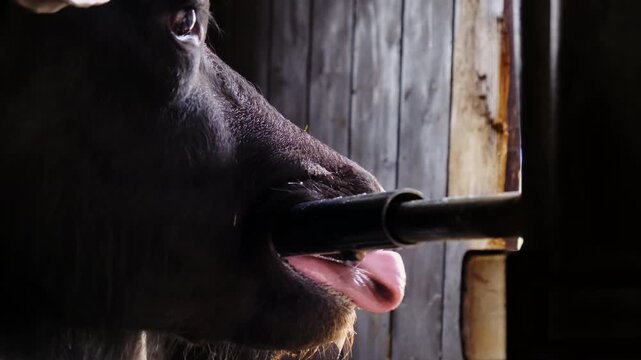 Moment shows buffalo snout near metal pipe beside rough wooden wall. Buffalo sticks tongue out licking pipe end while saliva drips