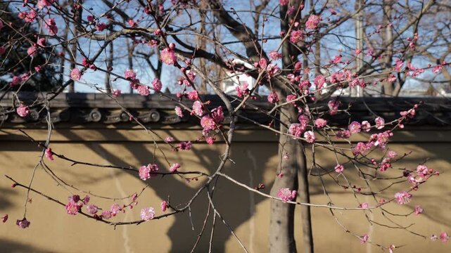 The ume tree flowers before its leaves emerge at the end of winter, which typically occurs in late January or February in East Asia. Its oval, pointed leaves appear shortly after the flowers have fade