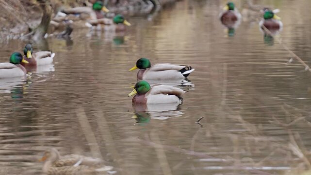 Several Male Mallard Ducks Swimming Over Tranquil Lake. Timelapse