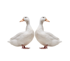 Fototapeta premium Two white ducks standing side by side on transparent background
