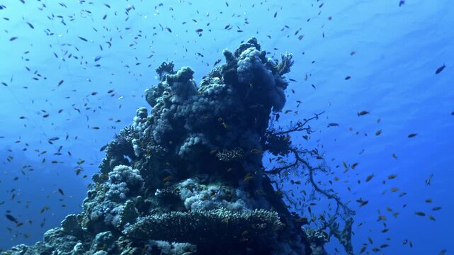 Vertical reef pinnacle characterized by a high density of Alcyonacean (soft) corals, likely of the genus Dendronephthya. The structure is surrounded by a dense shoal of Lyretail Anthias fishes.