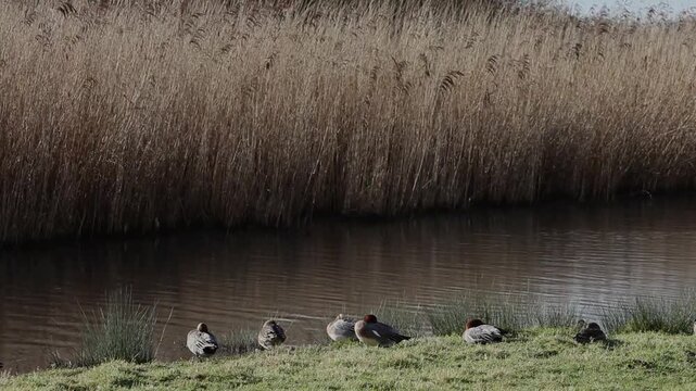 Wigeon, Anas penelope, resting next to a lake with a Reed Bed in the background. Winter. UK