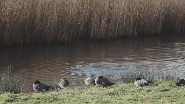 Wigeon, Anas penelope, by a small lake and Reed Bed. Winter. UK