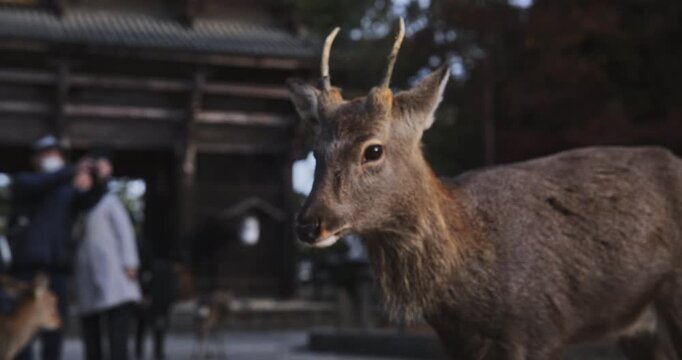 Closeup, slow motion shot on deer with dangerous antlers in Japanese park