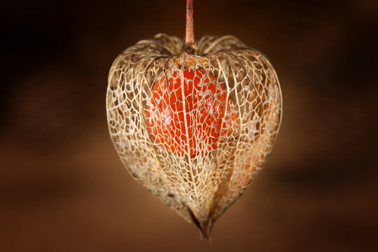 Close-up of a delicate filigree skeleton from the winter cherry (Physalis alkekengi), also known as bladder or Chinese lantern.