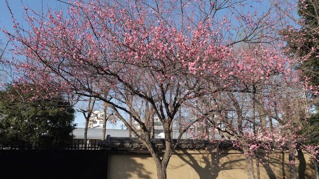 The ume tree is native to China and was later introduced to Korea and Japan. This tree is cultivated for both its fruit and its flowers. It is also known as the plum tree.