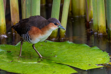 Rufous-sided crake