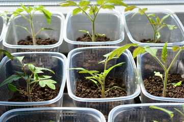 Young tomato Seedlings Growing in Recycled Plastic Containers on a Windowsill