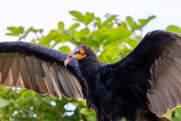 Lesser yellow-headed vulture 