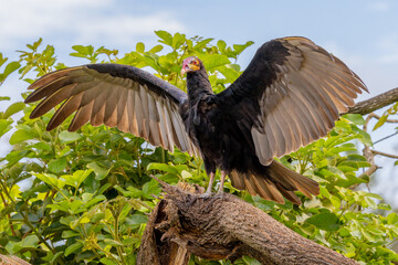 Lesser Yellow-headed Vulture