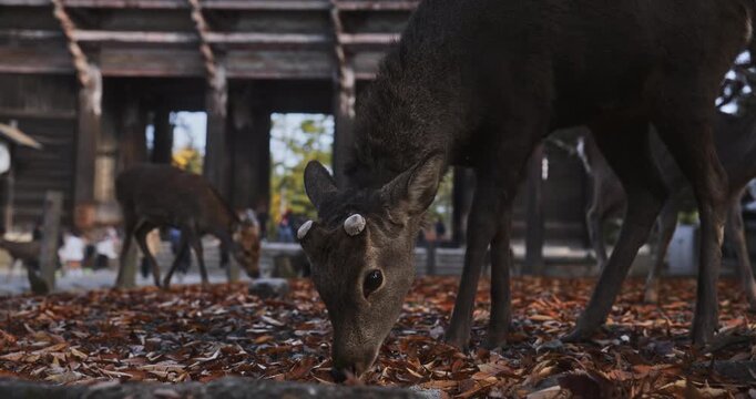 Multiple deer picking at autumn leaves on ground in front of old wooden structure - medium, low shot