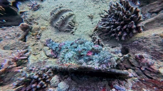 Bearded scorpionfish Scorpaenopsis barbata hiding camouflaged on tropical reef underwater shipwreck