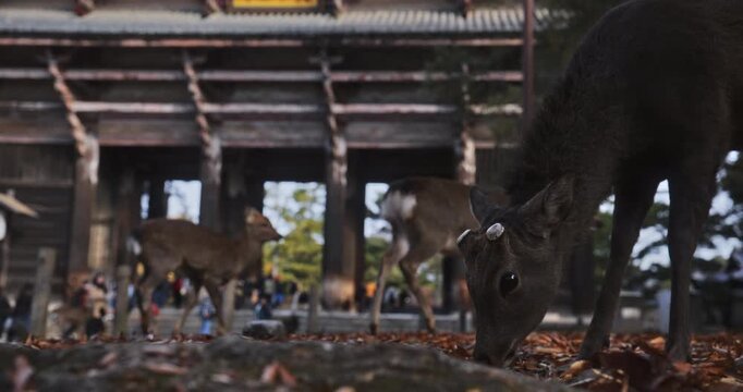 Two deer leaping away while one stays behind to pick at fallen autumn leaves near old Japanese structure - slow motion