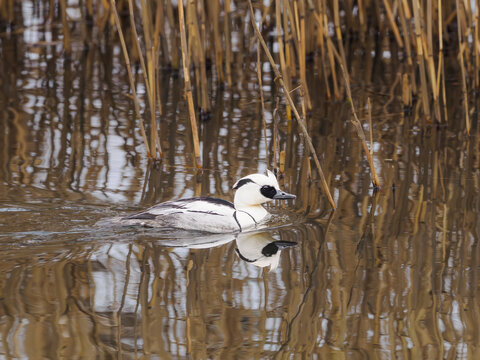 Male smew in natural wetland habitat