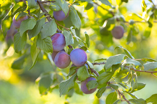 Blue ripe plums hanging on tree branches among green leaves, fresh organic fruits in orchards, healthy seasonal harvest close-up in sunlight