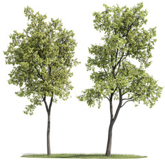 Two green trees isolated on transparent background, nature illustration, vector art
