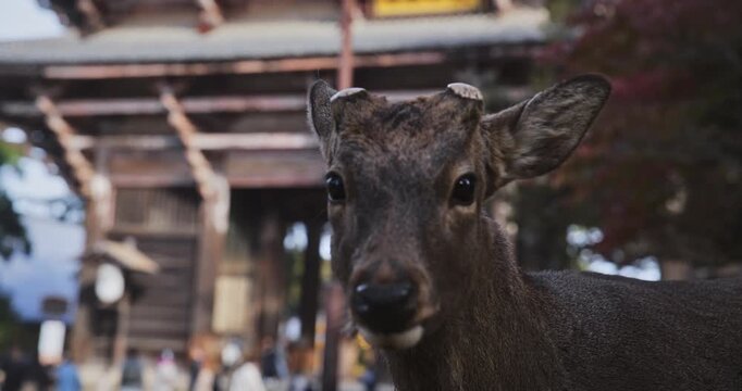 Deer with short antlers bobbing it's head around - closeup