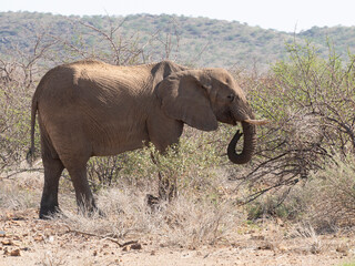 Fototapeta premium Wüstenelefant, Loxodonta africana in Namibia Damaraland 