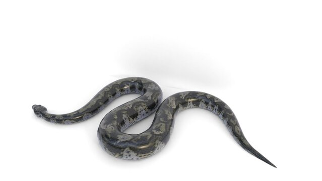 titanoboa snake on white background