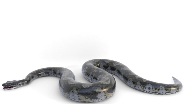titanoboa snake on white background