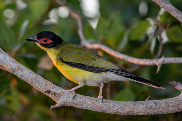 Fototapeta premium Australasian Figbird perched in tree