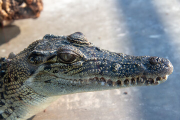 Fototapeta premium Close up of an Australian Salt Water Crocodile