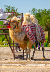 Bactrian camel on the background of historical places in Central Asia. A beautiful, elegant and harnessed camel for tourists to ride.