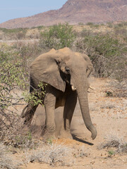 Obraz premium Wüstenelefant, Loxodonta africana in Namibia Damaraland 