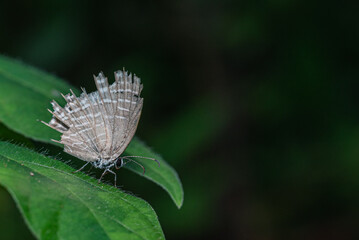 A small brown butterfly with closed wings that appear worn and jagged, perched on a green leaf.