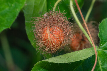 Forest Passion Fruit (Passiflora foetida) is still attached to the stem with its characteristic natural fibers.