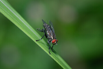 a housefly with striking red eyes perched on a green leaf