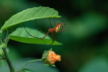 A reddish brown spider with long legs that hangs under a green leaf.