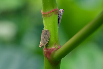 Two small insects of the planthopper type that attach themselves to the stems of green plants.